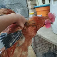 خروس|حیوانات مزرعه|دلیجان, |دیوار