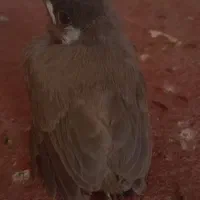 قناری.دم.زرد