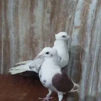 کبوتر پشتی ماده کاکلی المانی|پرنده|شیراز, سلطان آباد|دیوار