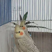 عروس هلندی خوشگل