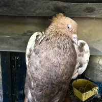 کفترماده سینه سرور ذات قدیم پامیل بزن سروهیکل دار|پرنده|شیراز, کاراندیش|دیوار