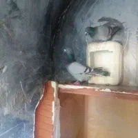 کفترزیبا|پرنده|قائن, |دیوار