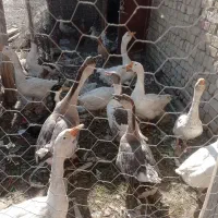 قو غاز و اردک