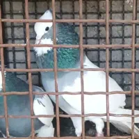 طوقی|پرنده|شیبکوه (فارس), |دیوار