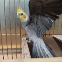 نر و ماده جوجه داده|پرنده|مشهد, انقلاب|دیوار