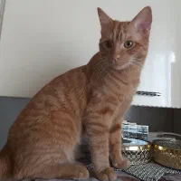 گربه بریتیش ۶ ماهه|گربه|ساری, |دیوار