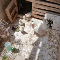 مرع مینیاتور و۳ جوجه مینیاتوری