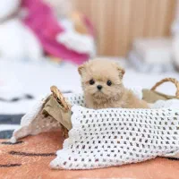 سایز اپارتمان