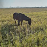 اسب کهرسال ۶ب۷ سالم شیتون بازی گوش سواری عالی