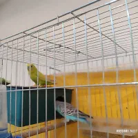 دو عدد مرغ و عشق|پرنده|اهواز, کمپلو جنوبی|دیوار