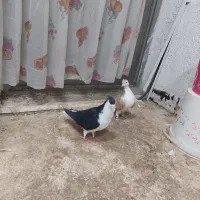 یک جفت کبوتر شیر زرد و شیر سیاه به ضمات تخم و جوجه