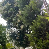 پخت کوکی کافه
