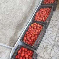 رب گوجه‌فرنگی