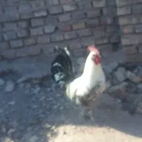 خروس یکی ززیبا|حیوانات مزرعه|رفسنجان, |دیوار