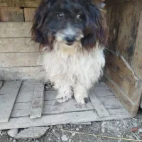 سگ  پاکوتاه