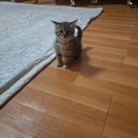 واگذاری بچه گربه|گربه|زنجان, |دیوار