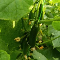 خیار گلخانه ای ممتاز