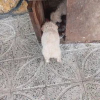 سگ خوشگل فهمید