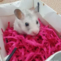 همستر سوری فقط همه باهم|موش و خرگوش|قم, پشت انبار نفت|دیوار