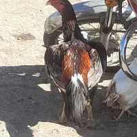 خروس لاری اصل قابل تست معاوضه باسگ سرابی خوب توله