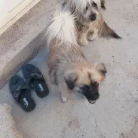 دو غلاده پد شیدزو یکی پوز میمونی|سگ|گتوند, |دیوار