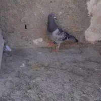 کبوتر|پرنده|کرمانشاه, |دیوار