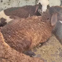 فروش 4راس بره کوچک هرکدام حدود 20کیلو است