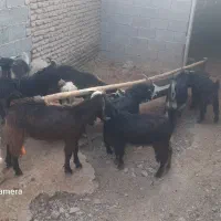 کهره