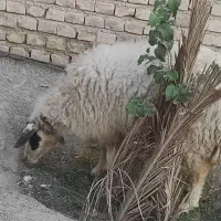 گوسفند|حیوانات مزرعه|سراوان, |دیوار