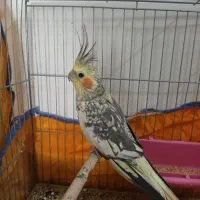 عروس هلندی مرواریدی