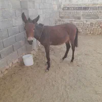 قاطر۶ماهه نر|حیوانات مزرعه|کاشان, مزرعه نواب|دیوار