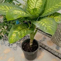 دیفن|گل و گیاه طبیعی|خرم‌آباد, |دیوار