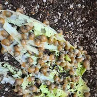 حلزون|خزنده|سلطانیه, |دیوار