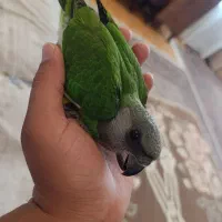 طوطی سنگال. خورشیدی. راهب. گرینچیک. عروس هلندی