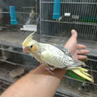 عروس هلندی سرلاکی و دنخور رام|پرنده|فین, |دیوار