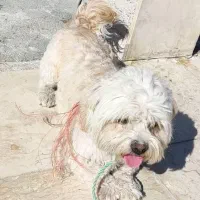 سگ خانگی شیتزو|سگ|نقده, |دیوار