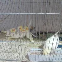 فروش تعدادی کوتوله و عروس هلندی