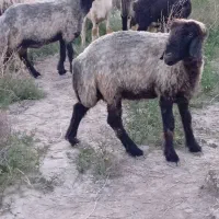 میش بره قوچ بز