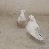 کفتر دمبی وسینه|پرنده|شیراز, دارالرحمه|دیوار