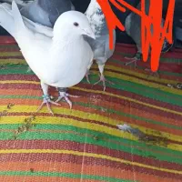 سلام این سه تا کفتر گمشدند|حیوانات|سراوان, |دیوار