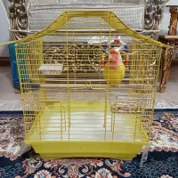 کوتوله برزیلی