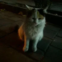 این پیشی رو پیدا کردم