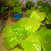 گل وگیاه|گل و گیاه طبیعی|صحنه, |دیوار