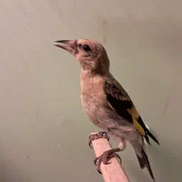 جوجه سهره های دورک فیروزکوه