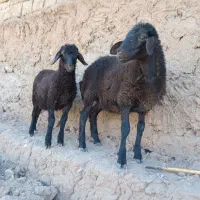 بره گوسفند