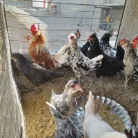 تخم مرغ نطفه دار گلین+خروس|حیوانات مزرعه|سیرجان, |دیوار