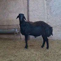 بره قوچ قره قزل