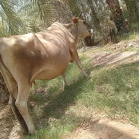 گاو|حیوانات مزرعه|جیرفت, |دیوار