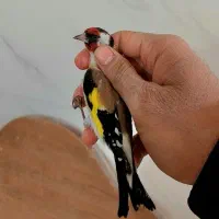 سهره رسمی کرمانی سنندجی قناری