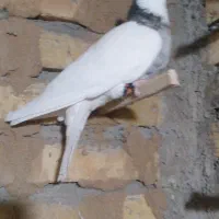 طوقی هفت رنگ